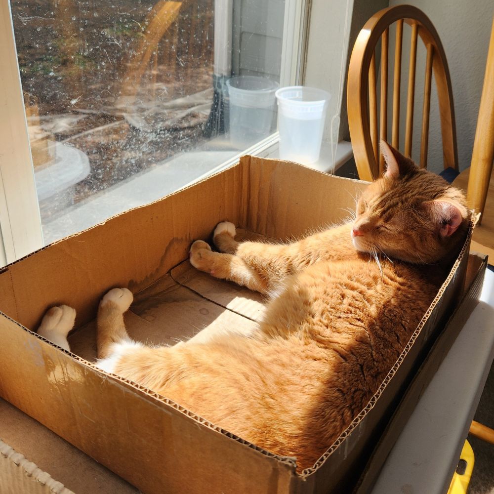 An orange cat in her box enjoying the sun, eyes closed
