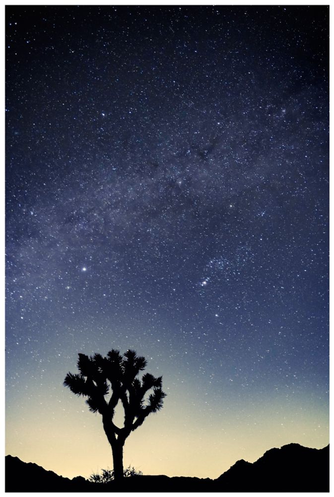 Photograph: a lone Joshua Tree stands in silhouette against the early evening sky. Above it, stars fill the indigo night and the faint haze of the Milky Way arches over the desert landscape.  