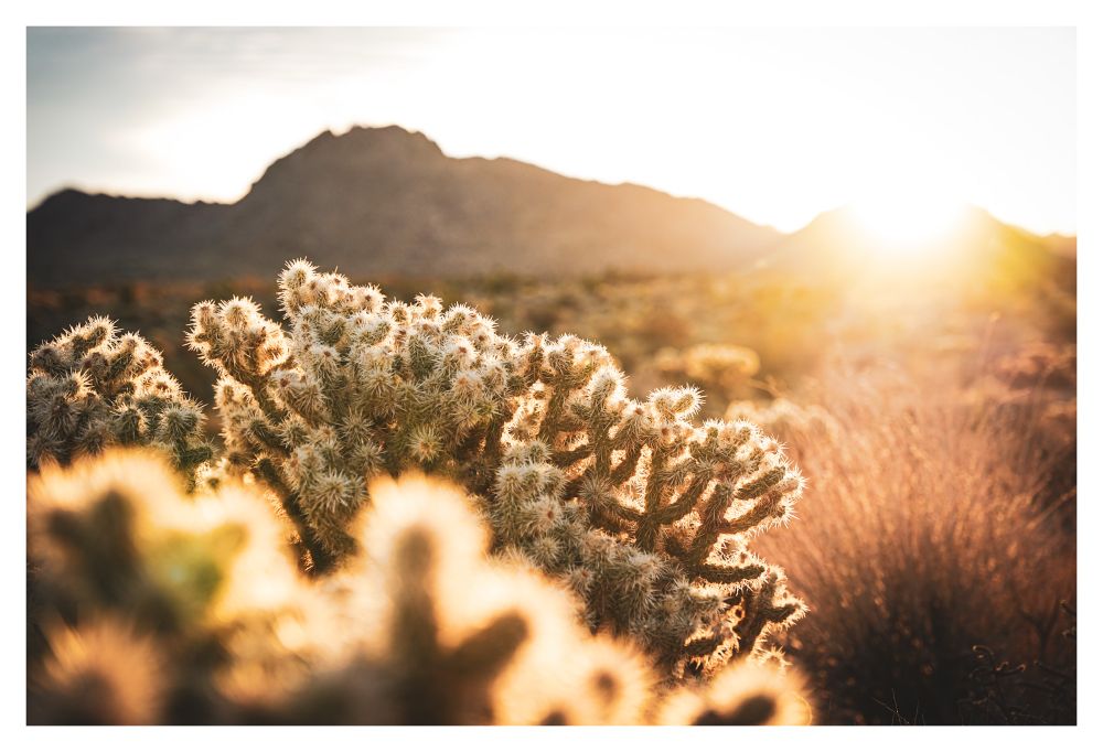 Photo of dawn in the desert. Golden sunlight peaks over distant mountains and illuminates cholla cacti. Their needles outline the plants with a fuzzy glow but, up close, there is nothing soft about the cholla!