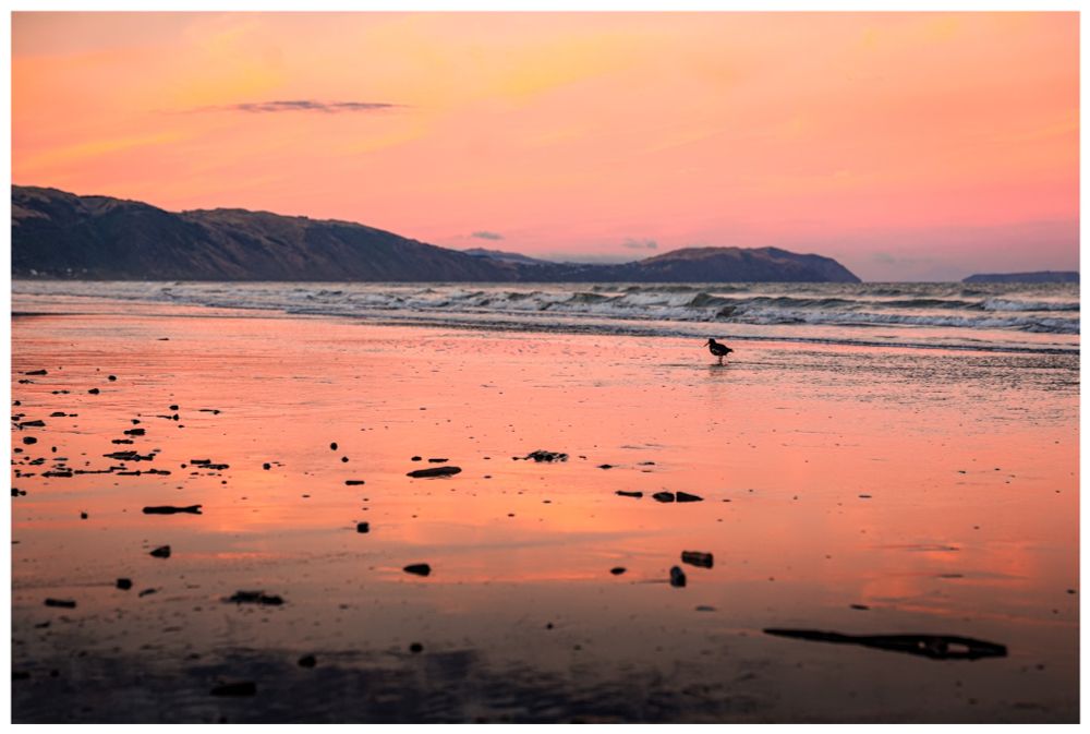 Photograph of a beach at sunrise with hills looming over the bay in the distance. The rosy pre-dawn sky and golden clouds reflect off the wet sand as a shorebird wades in the receding waves. 