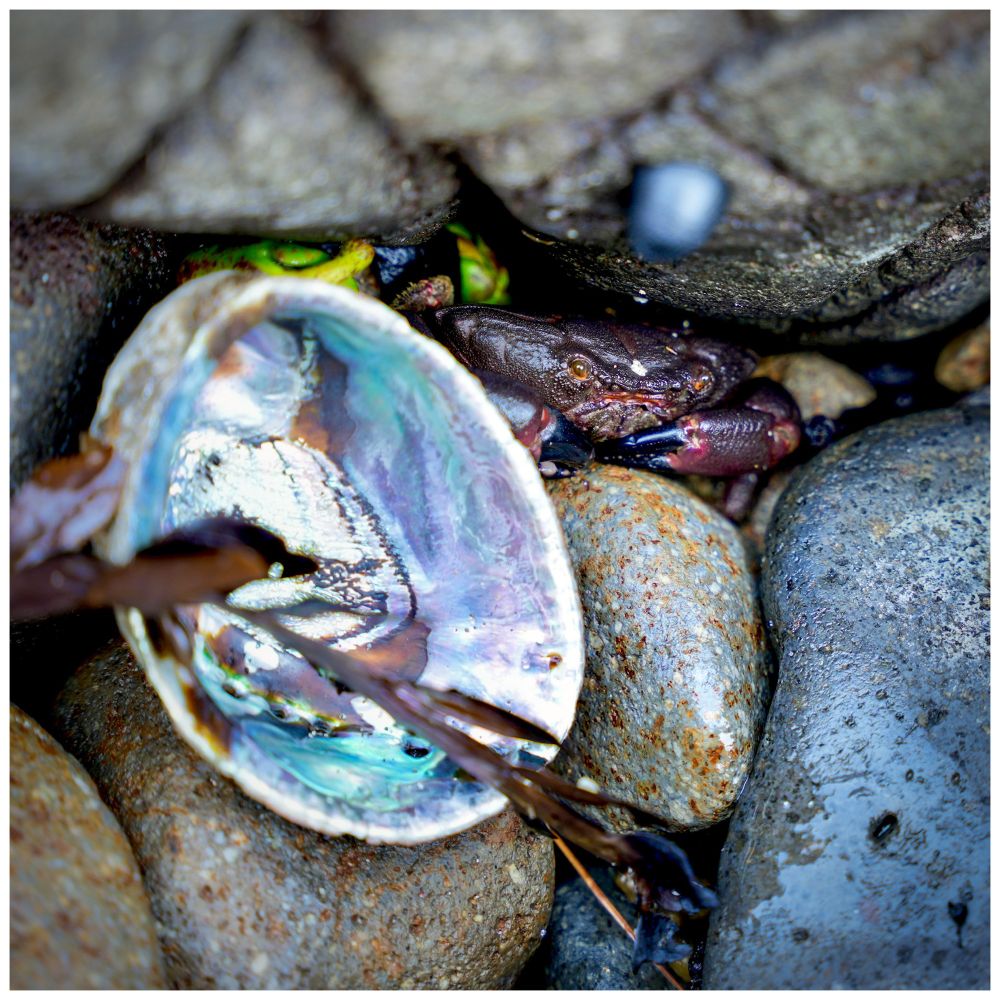 Close up photo on seaside rocks in Hot Water Beach, NZ. A maroon colored crab stares out cautiously from its hiding place next to an iridescent paua shell. 