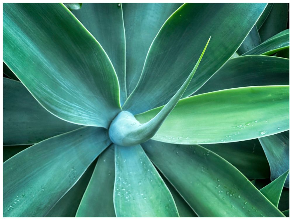Photo of a brilliant green agave plant, the leaves dotted with dew.