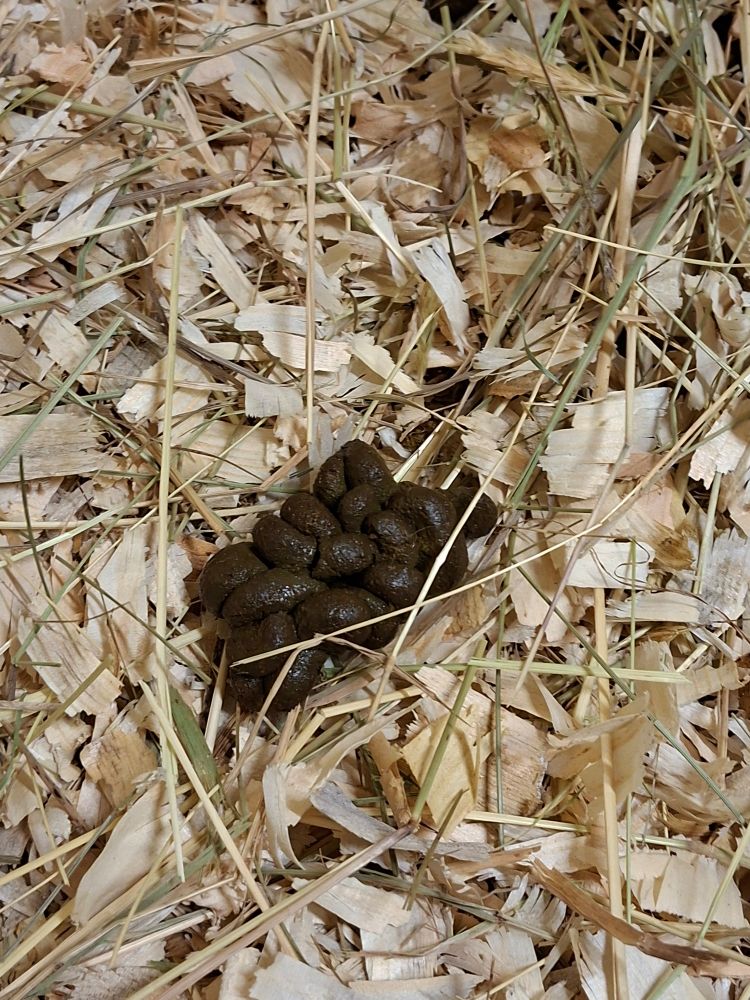 Un caca de poulain dans des copeaux. Le caca est marron, humide, et forme comme une grappe ou une brioche de petites crottes fusionnées. 