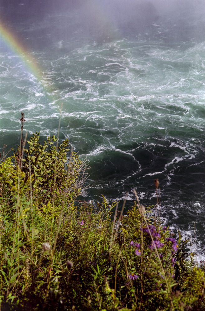 An image of two rainbows, downstream of Niagara Falls. Flowers and plants in the foreground in vivid green and purple coordinate with the deep blues and blacks of the water in the background, while a double rainbow forms the main subject in the top half of the frame, to the left side. 