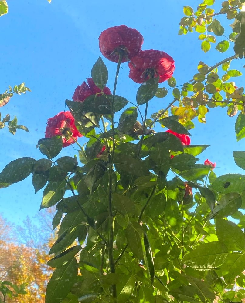 Fünf aufgeblühte rote Rosen an einem
Stiel mit kräftigen grüne Blättern vor stahlend blauem Himmel. 