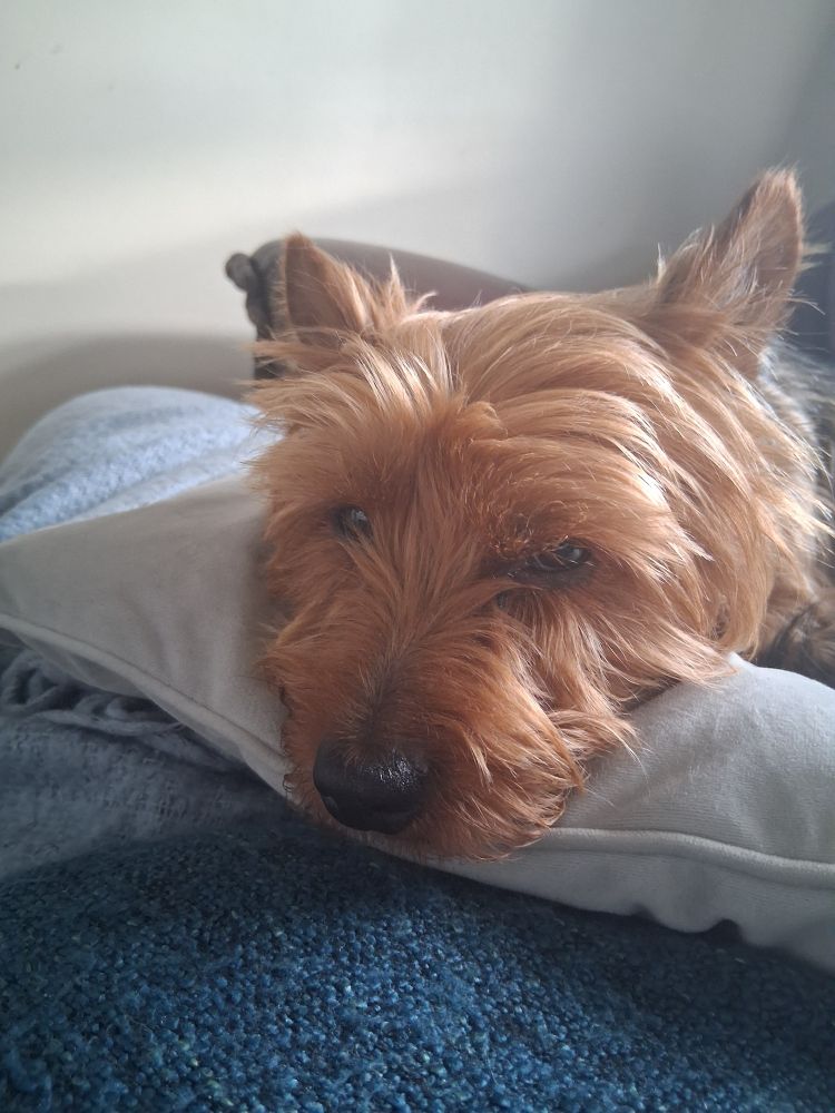 A gingery/tan Yorkshire Terrier with his head on a cushion looking sleepy.
