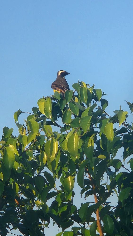 Bem-te-vi no #bluesky🐦