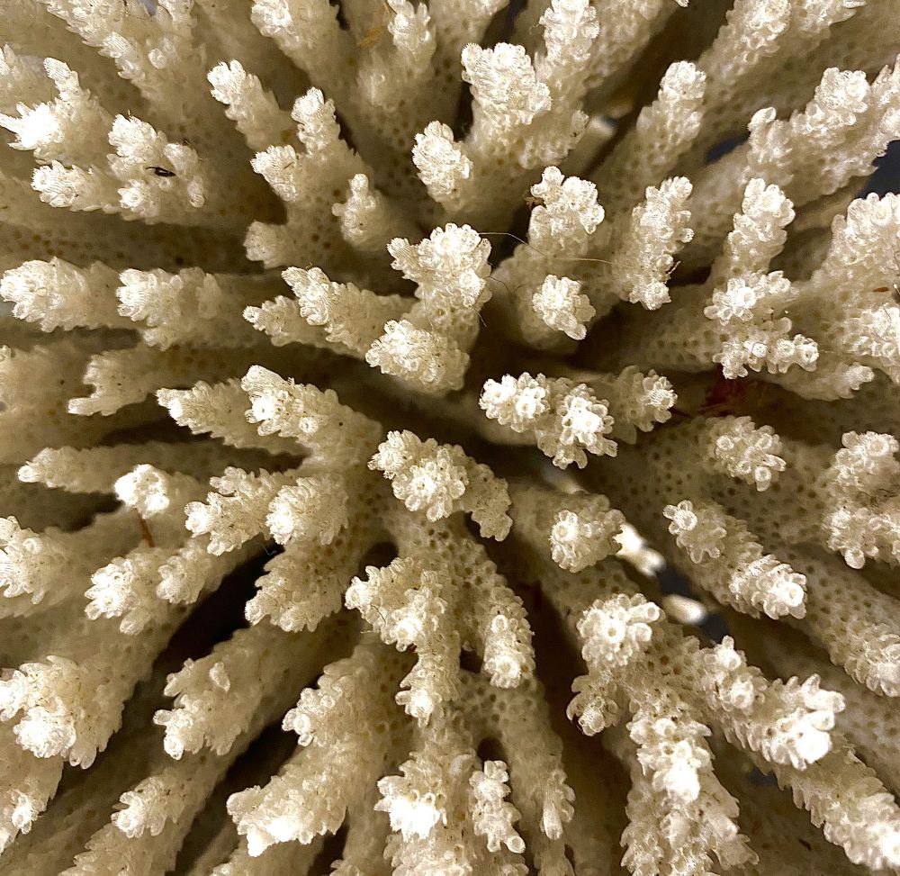 A close up shot of an Acropora spp. coral