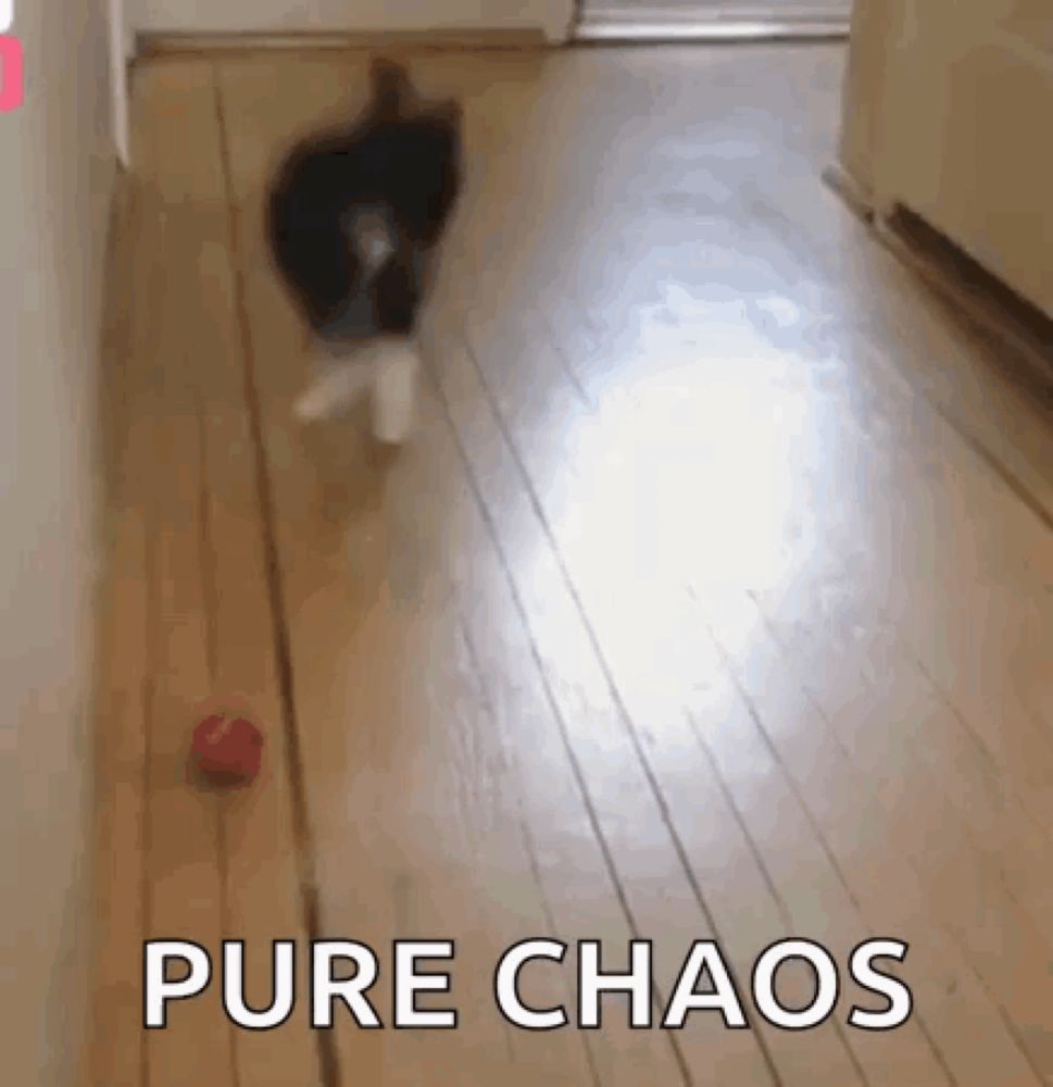 a cat is playing with a red ball on a wooden floor and the words pure chaos are visible .