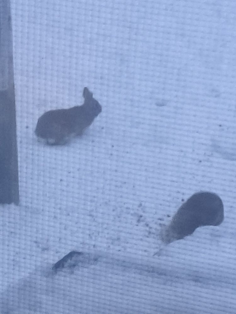 Rabbits under bird feeder.