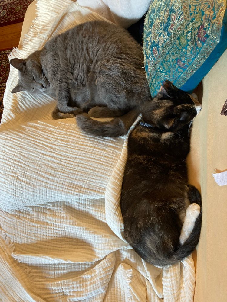 On a cream throw, a grey cat sleeps half curled, butt against a turquoise embroidered pillow. A tortie cat sprawls long & perpendicular with her head barely resting on grey cat’s tail.
