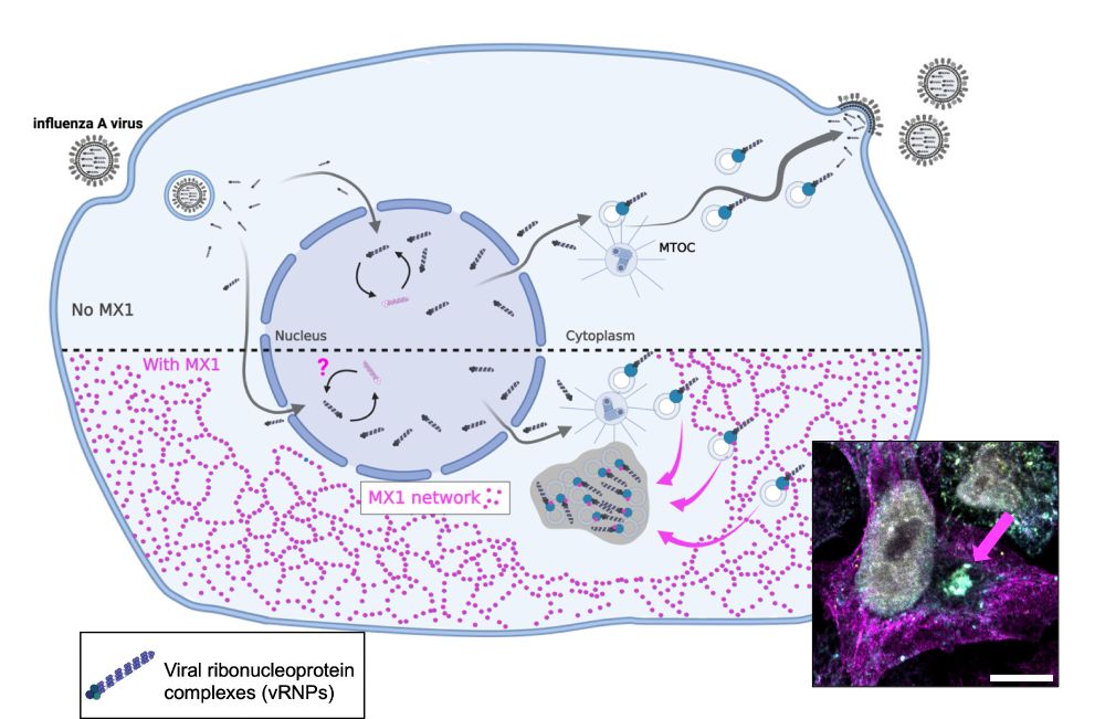 Schematic of HsMX1 activity within an influenza A virus infected cell and IF image showing IAV vRNP clusters