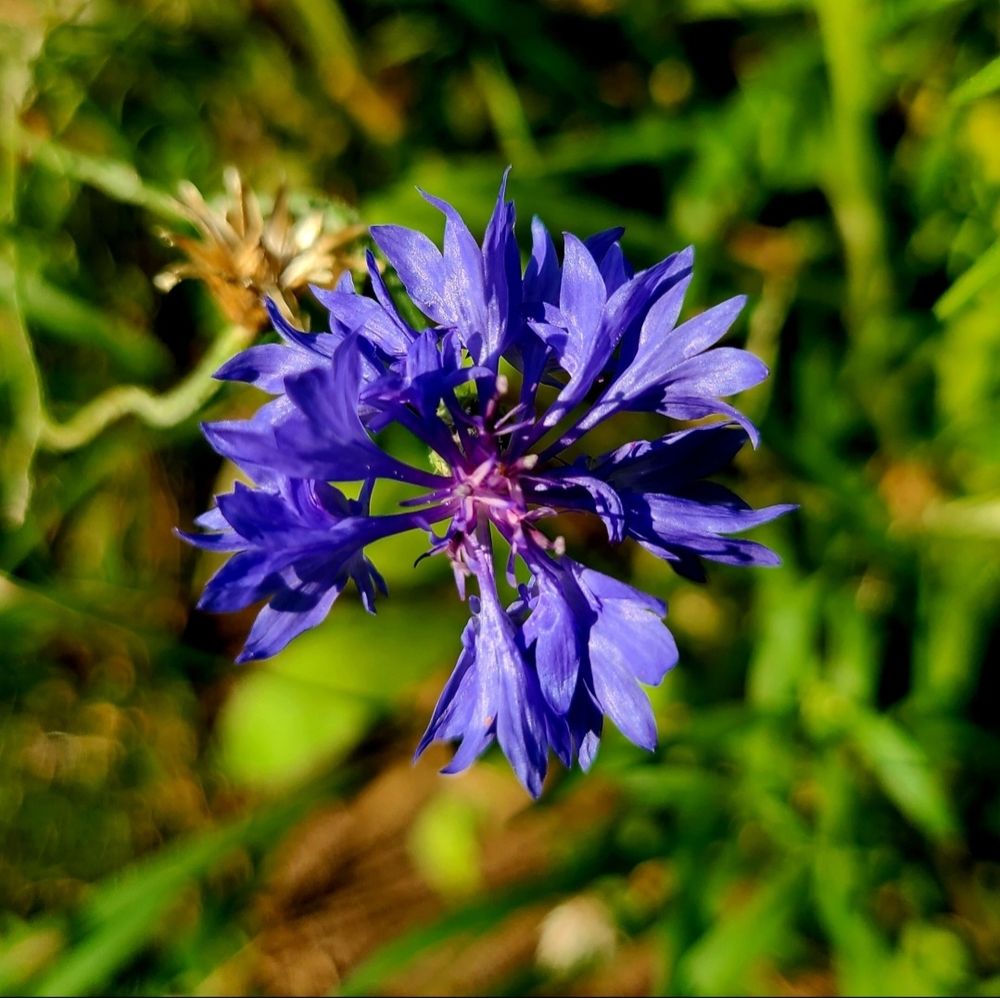 Closeup of a blue flower growing in a garden.