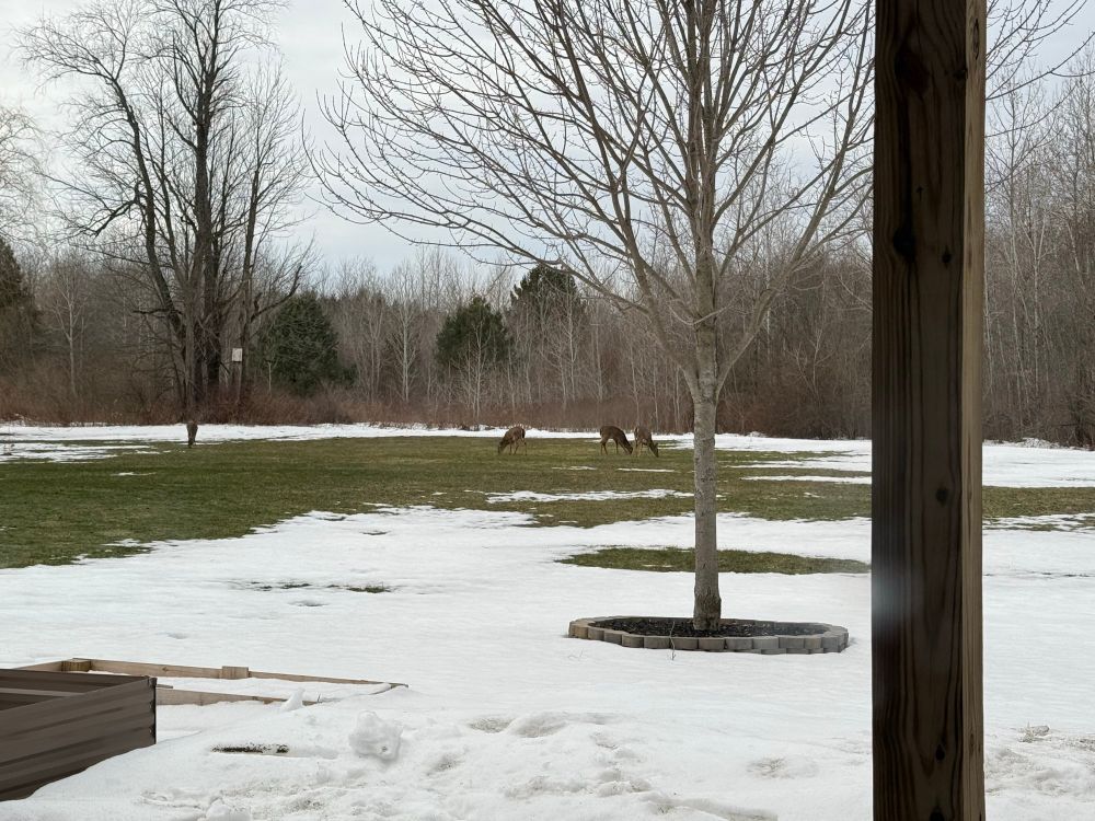 The snow is melting, and the deer are out exploring! ❄️🦌 Spring is on the way!