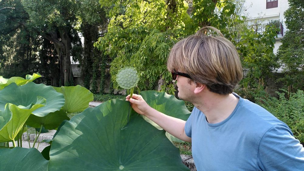 Person en profil perdu, from right side of photograph looking at green (unripe) fruit of a sacred lotus. 