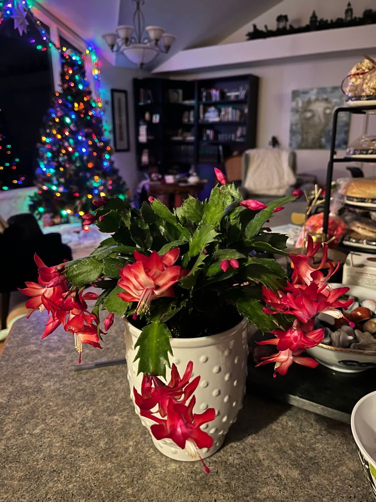 A Christmas cactus with drooping leaves but bright red flowers in a white pot, a Christmas tree and cookie tower blurry in the background 