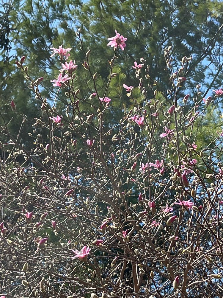Photo of of a magnolia tree, full of flowerbuds that are starting to open with pink flowers.  Photo by (c) Lena Struwe