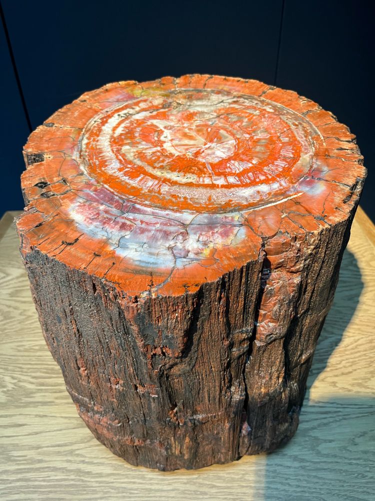 Petrified rock, circular trunk of tree stem now fossilized as a heavy rock, polished on top surface so you can see tree rings inside. (c) Lena Struwe.