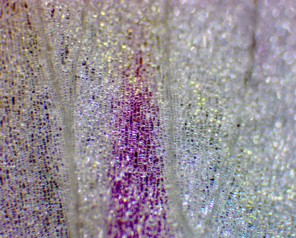 Photograph of Alstroemeria (Peruvian lily) whole fresh petals: in the middle lower part, a wide triangular streak of dark magenta cells (the nectar guide) surrounded by many small white to greenish-grayish petal cells, which looks like small tiny sparkling dots (viewed using sideways surface light from LED flashlight) - crossing from below upright to above are two branching veins in even gray color. (c) Lena Struwe, 2024.  