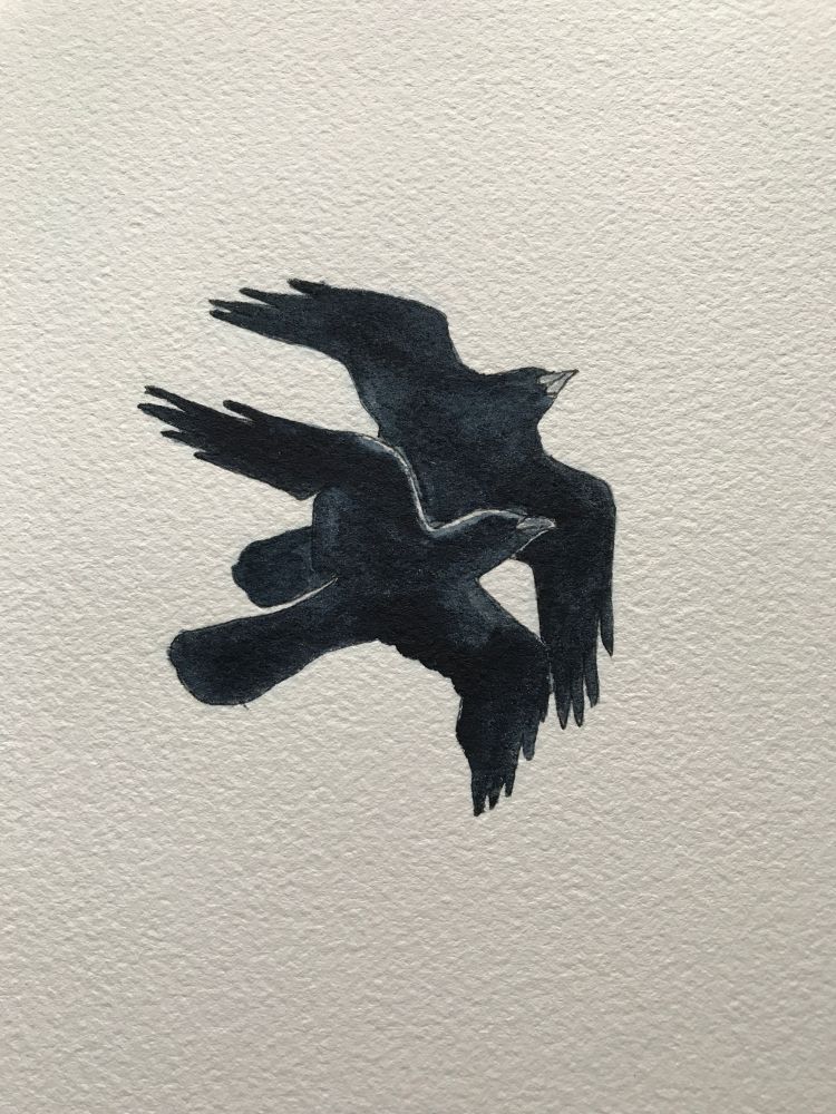 Watercolor painting with two dark black ravens (birds) flying near to each other, one in front of the other. (c Lena Struwe, 2021)