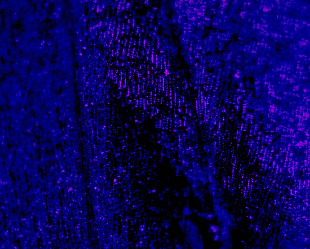 Photograph of Alstroemeria (Peruvian lily) whole fresh petals, surface photo using sideways UV LED light: cells on surgace is shown as small tiny dots, in either black, dark blue, or bright pink. Crossing from below upright to above are two veins in dark color. (c) Lena Struwe, 2024.  