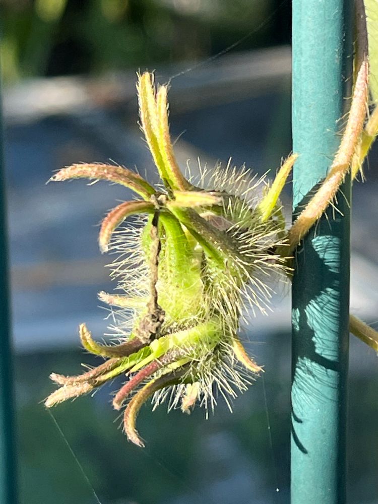 Photo of climbing plant with two capsules surrounded by long-tipped, very hairy sepals. A green metal pole on the side. 