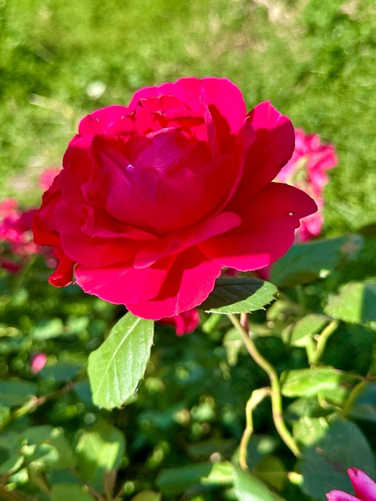 Comment image