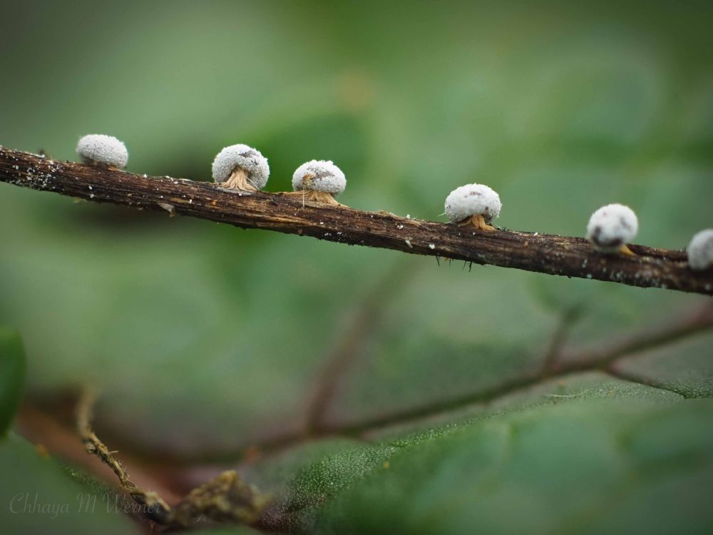 White-topped slime mold fruiting bodies on a grass stalk, against a medium green leaf background