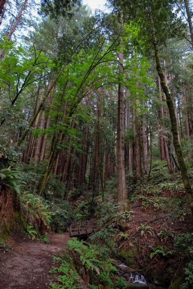 Redwoods and maples, with a small creek and bridge in the foreground. Henry Cowell state park, CA