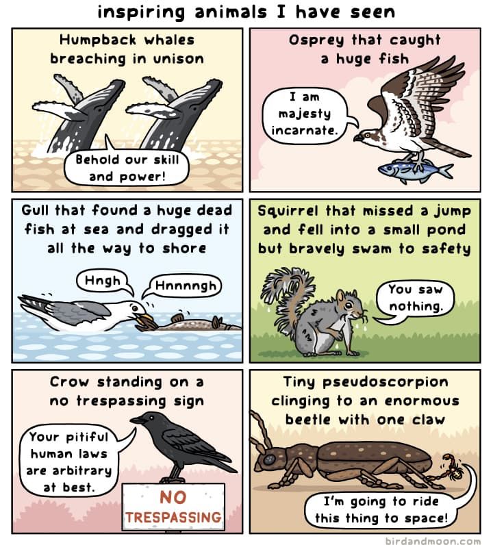 Rosemary Mosco comic "inspiring animals I have seen" that starts with humpback whales breaching in unison and ends with tiny pseudoscorpion clinging to an enormous beetle with one claw