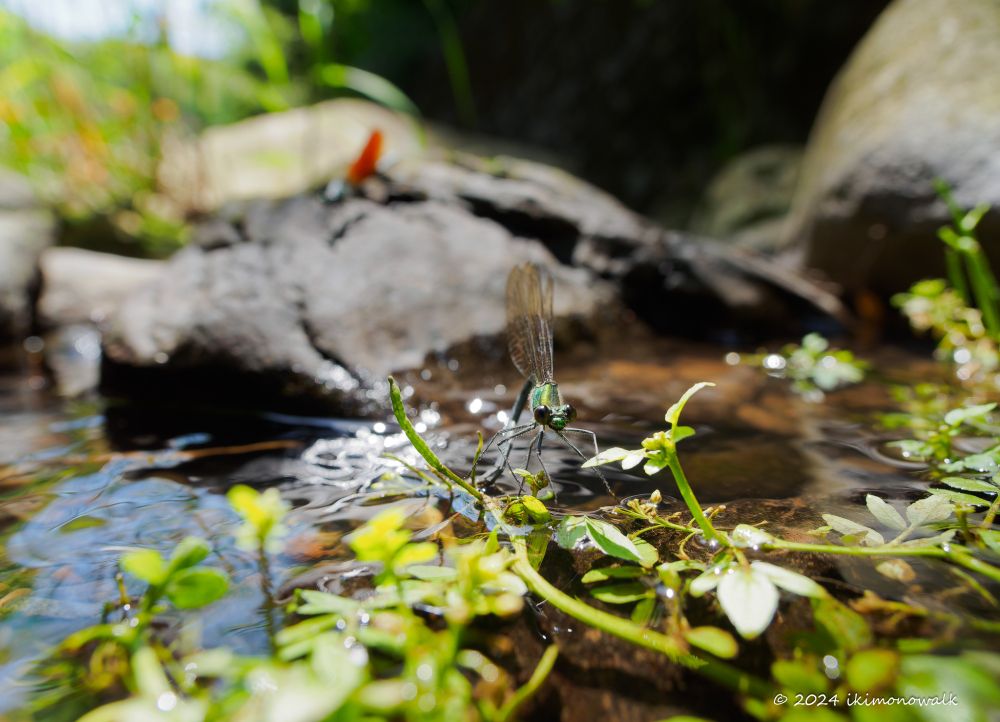 アサヒナカワトンボ ♀産卵
水生植物に産卵する♀。