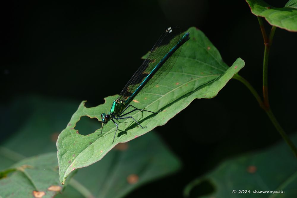 アサヒナカワトンボ ♀
