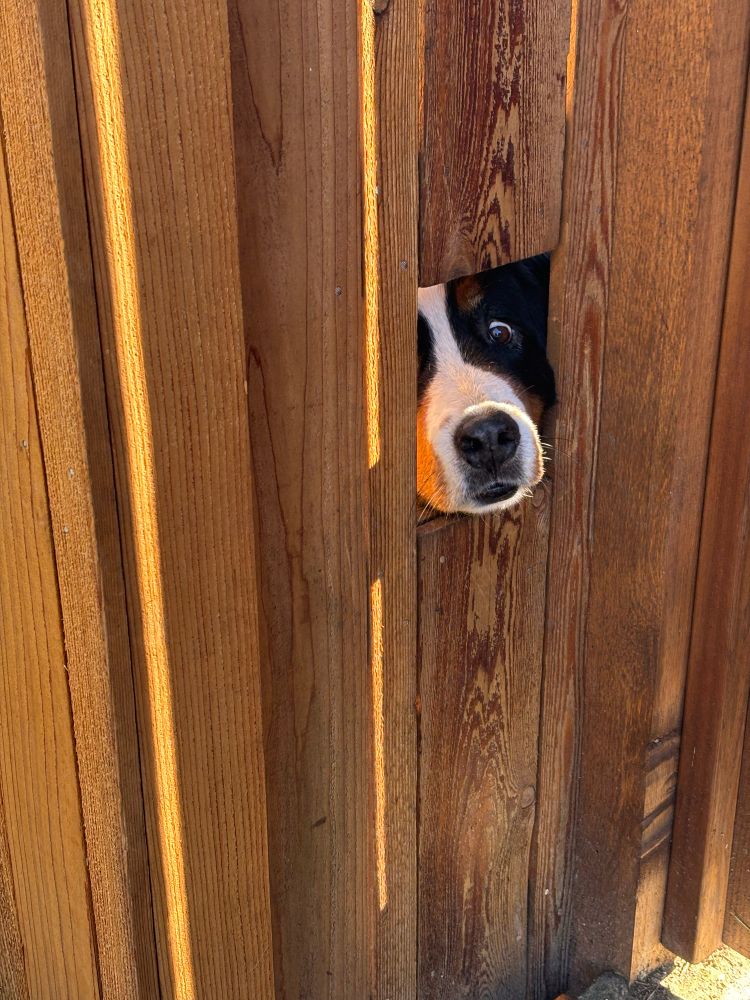 The same picture of a Bernese Mountain Dog looking through a hole in a wooden fence, but zoomed in for dramatic effect.