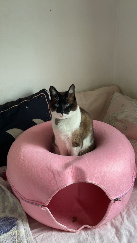 A gata Lola que é uma “sialata” em cima de uma toca de gatos em formato de donut, mas usando do jeito menos prático possível.