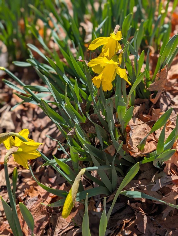 Sunny daffodils, just blooming today. Hurrah