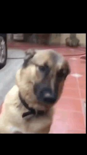 a brown dog with a black collar is standing on a red tiled floor