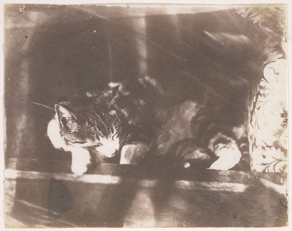 Black and white calotype image of a sleeping tabby cat, curled up in sunlight on what appears to be the back or side of a sofa