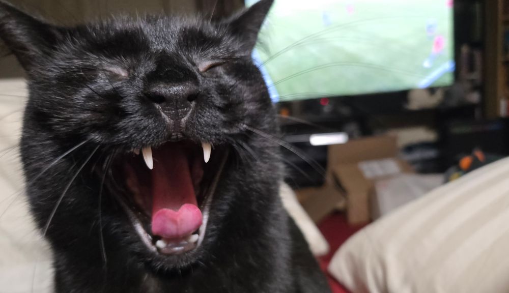 A black cat showing off his fangs in enthusiasm in front of a tv screen.
