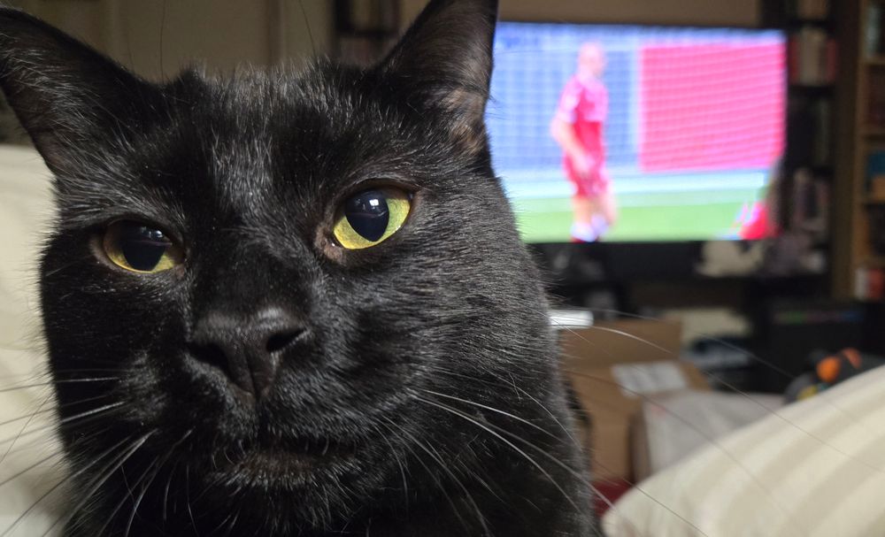 Photo of an unimpressed black cat in front of a tv screen showing the Penybont goalkeeper at a Wrexham Women's football match. 