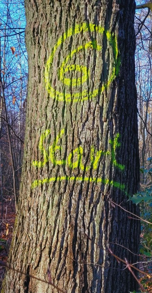 Auf einem Baum sieht man die Zahl 6 eingekreist und in gelber Farbe aufgesprüht. Darunter das Wort Start auch in Gelb und unterstrichen.