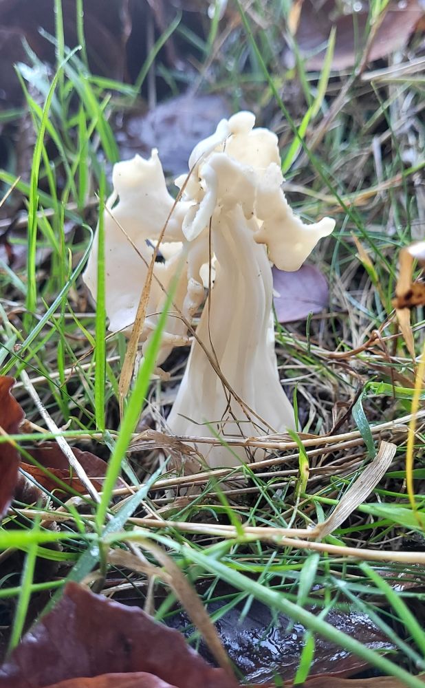 Im Gras ist eine Herbstlorchel gewachsen und sieht aus wie ein Engel in weißem Gewand mit mächtigen Flügeln
