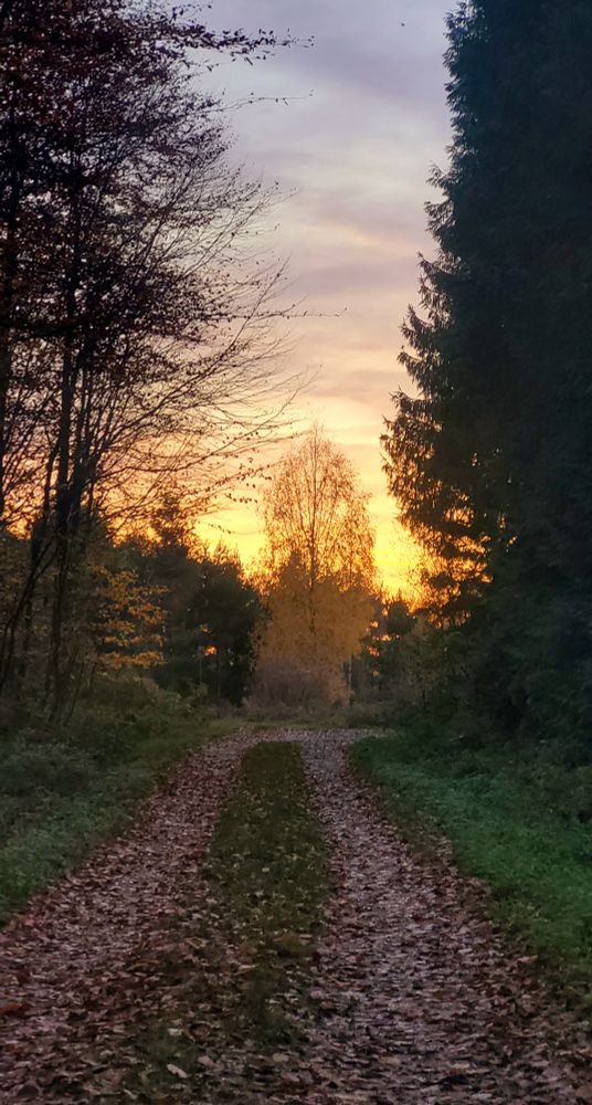 Ein laubbedeckter Waldweg gabelt sich unmittelbar vor einer Erle, die im goldenen Licht der untergehenden Sonne erstrahlt. Rechts Nadelwald, links Mischwald.