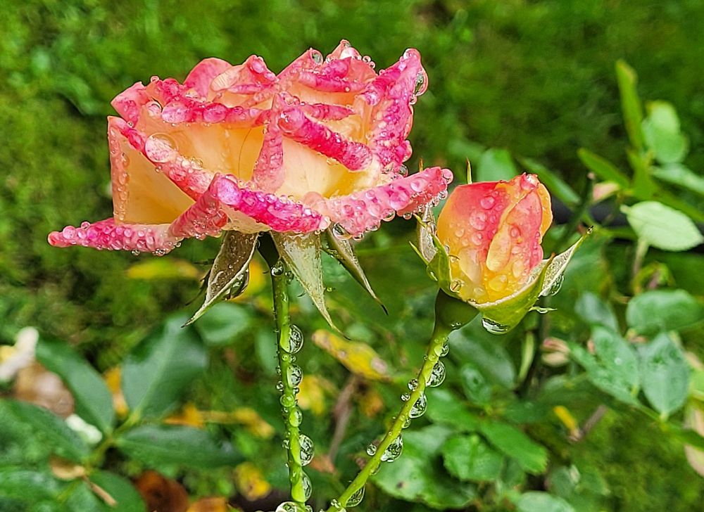 Zwei kleine Rosen , eine aufgeblüht und die andere noch als Knospe, haben viele Regentropfen aufgefangen. Jetzt erstrahlen sie im Sonnenlicht.
