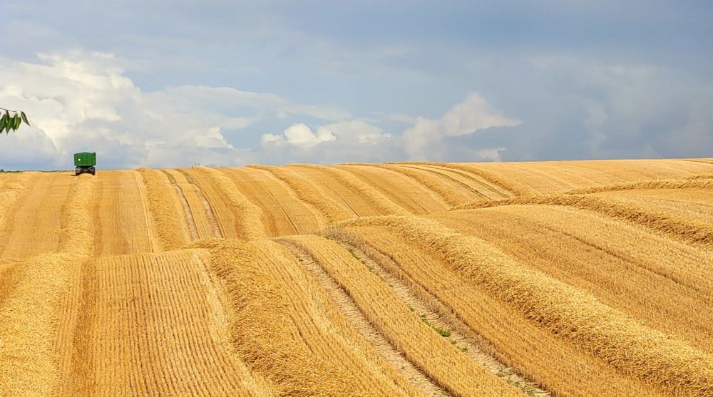 Ein großes Getreidefeld wird gerade abgemäht. Am Horizont steht ein Anhänger mit geerntetem Getreide, im Hintergrund blauer Himmel mit leichter Bewölkung. 