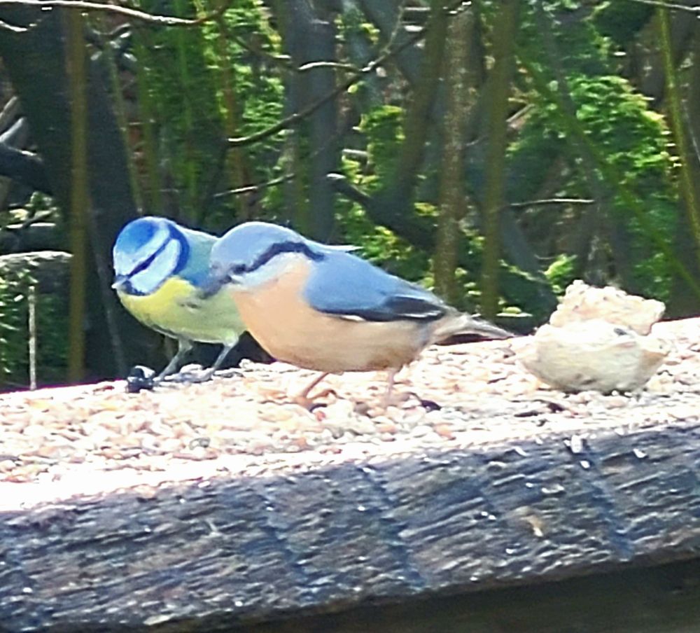 An einem Futterplatz sind eine kleine Blaumeise und ein Kleiber friedlich nebeneinander und freuen sich über ein paar Körner.