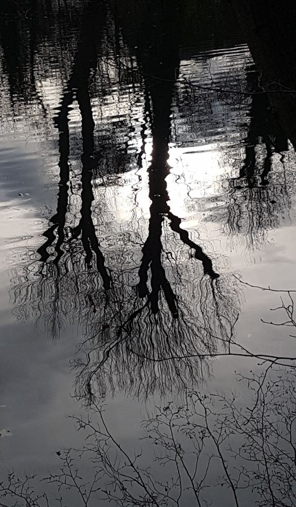 In einem See spiegeln sich 4 Bäume, ein großer in der Mitte, 2 etwas kleinere links und 1 deutlich kleinerer rechts. Das Wasser ist in leichter Wellenbewegung.
Es ist ziemlich dunkel und das Foto wirkt wie eine schwarzweiß Aufnahme.
Das schwache Licht kommt von der tief stehenden Sonne zwischen den Bäumen.