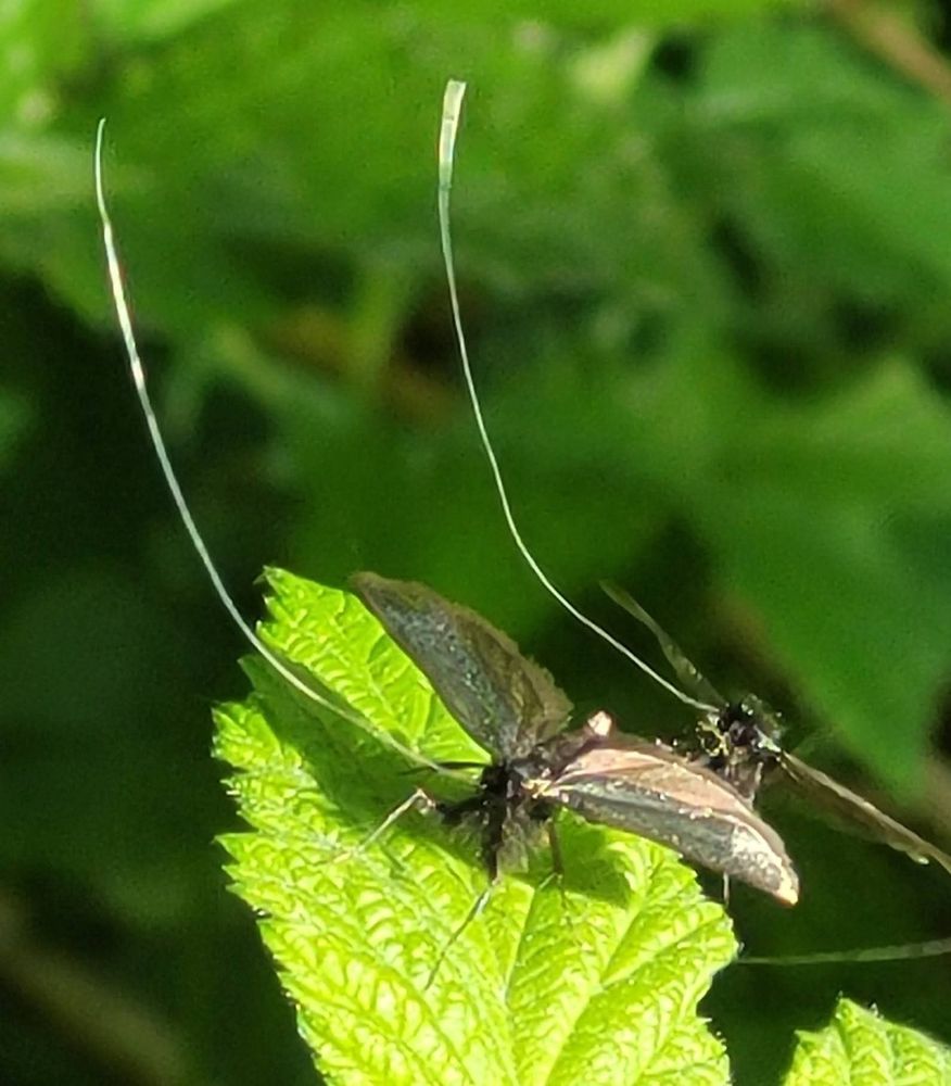 Auf einem Blatt sitzt eine Langhornmotte und eine 2. Ist im Anflug. Diese Motten sind relativ klein und fallen durch ihr langes Horn besonders auf, das ungefähr 3x so lang ist wie ihr ganzer Körper. 