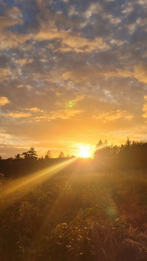 Die Sonne geht hinter dem Wald unter und taucht die Landschaft in goldenes Licht.