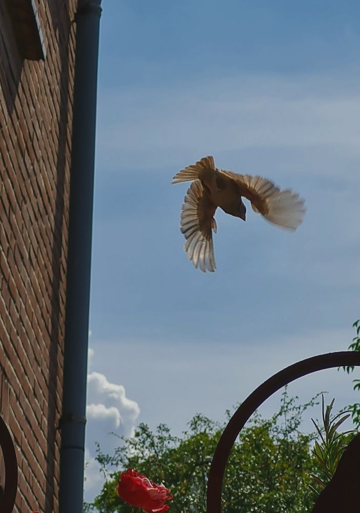 Ein Spatz im Flug von unten erwischt.
Links eine Hauswand mit rotem Backstein.
Rechts unten eine grüne Hecke und darüber blauer Himmel.