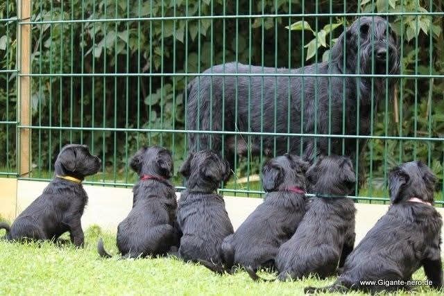 6 schwarze Hundewelpen sitzen vor einem Zaun. Dahinter steht ihm Mutter.